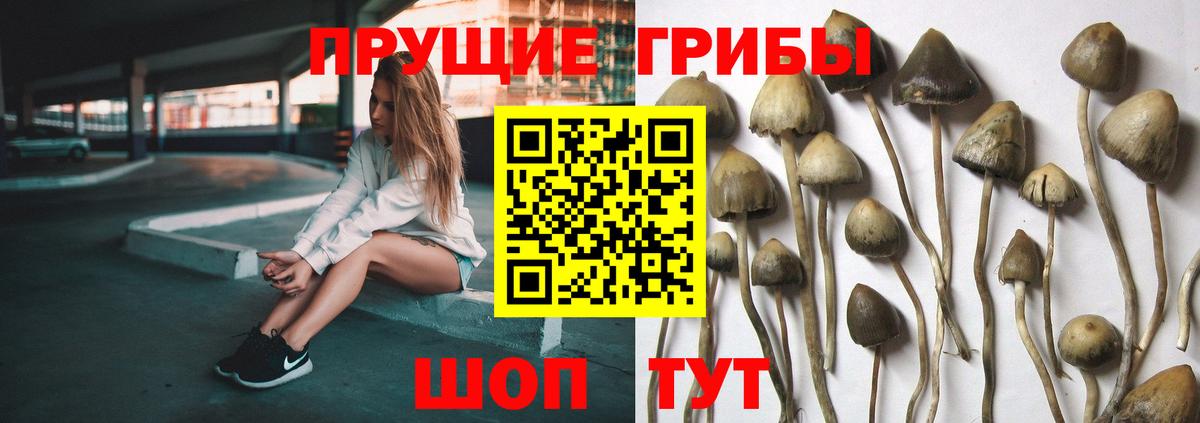 Петровск  Галлюциногенные грибы прущие грибы  Вход с VPN  Галлюциногенные грибы Psilocybine cubensis 